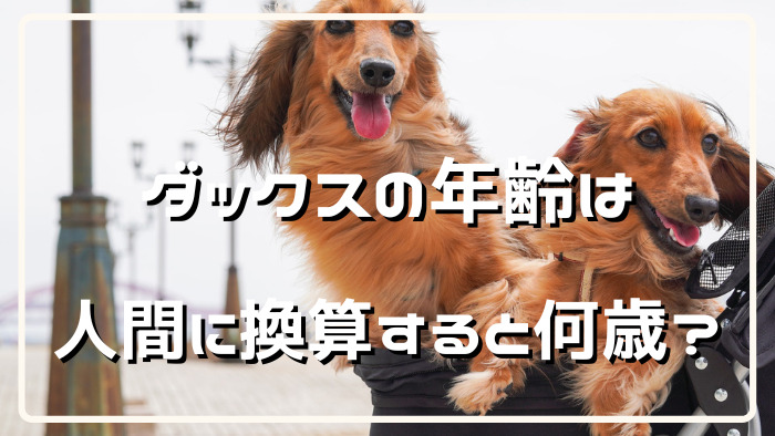 ミニチュアダックスの年齢は人間年齢に換算すると何歳になる ダックスの森 Miniature Dachshund Blog