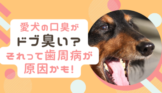 【愛犬の口がドブ臭い！】5つの口臭の原因｜自宅でできるおすすめのケア方法と予防策