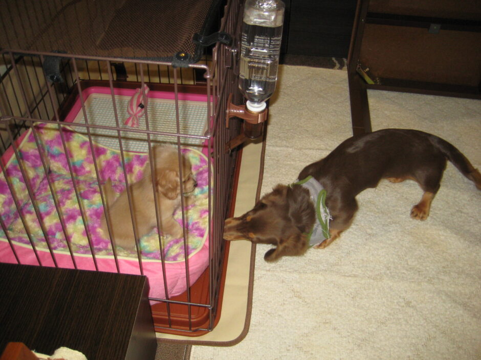 4 ステップで犬に死んだふりを教える方法